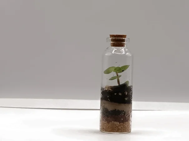 Terrário 04