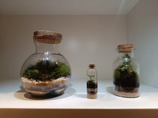 Terrário 05